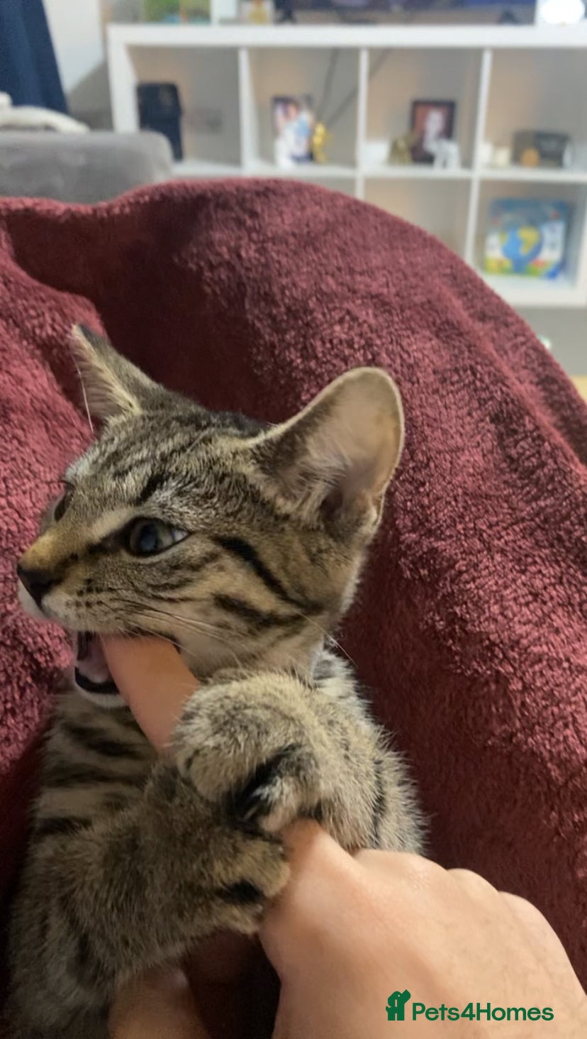 Bengal cats Playful kitten - Advert 15