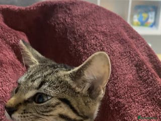 Bengal cats Playful kitten - Advert 18