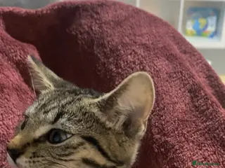 Bengal cats Playful kitten - Advert 12