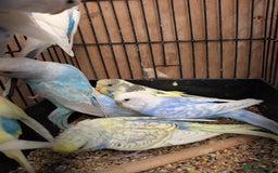 Budgerigars birds for sale: Baby budgies and starter cage  - Image 16