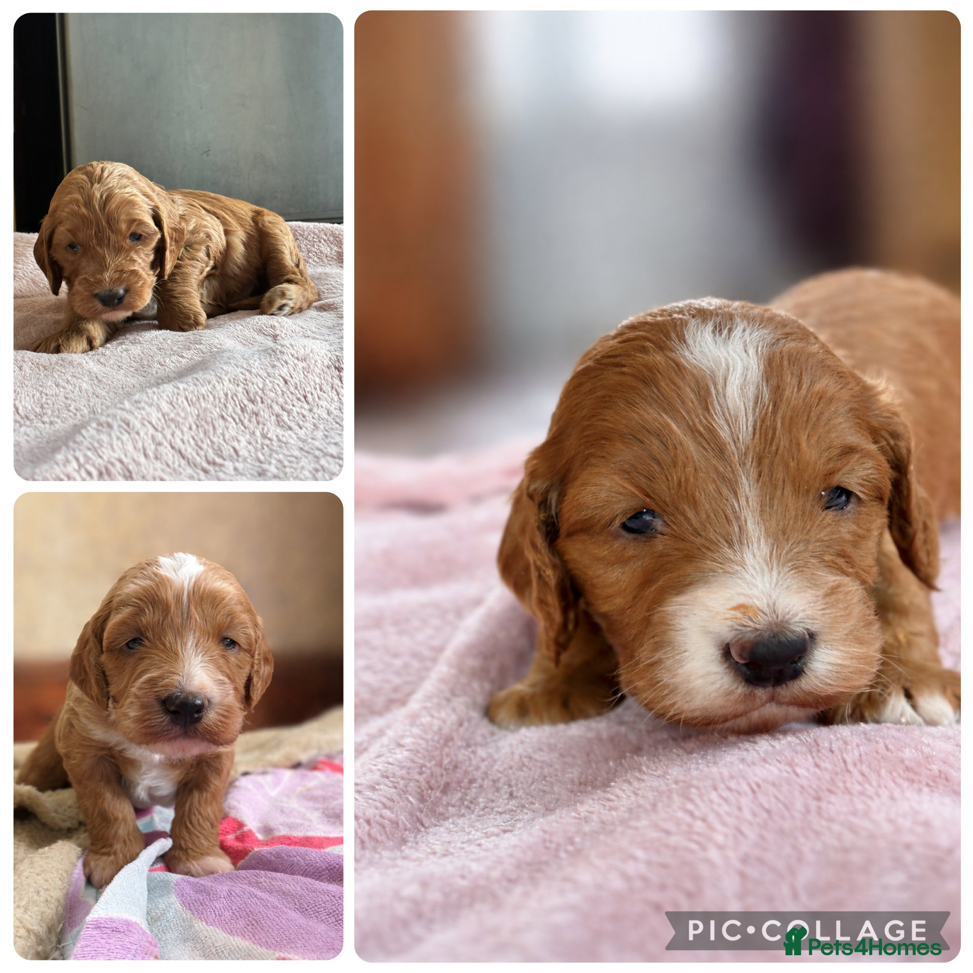 Cockapoo dogs 💜 F1 Cockapoo puppies 💜 - Advert 6