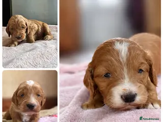 Cockapoo dogs 💜 F1 Cockapoo puppies 💜 - Advert 6