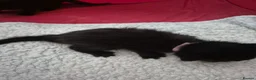 Mixed Breed cats for sale: 2 beautiful Kittens  - Advert 11