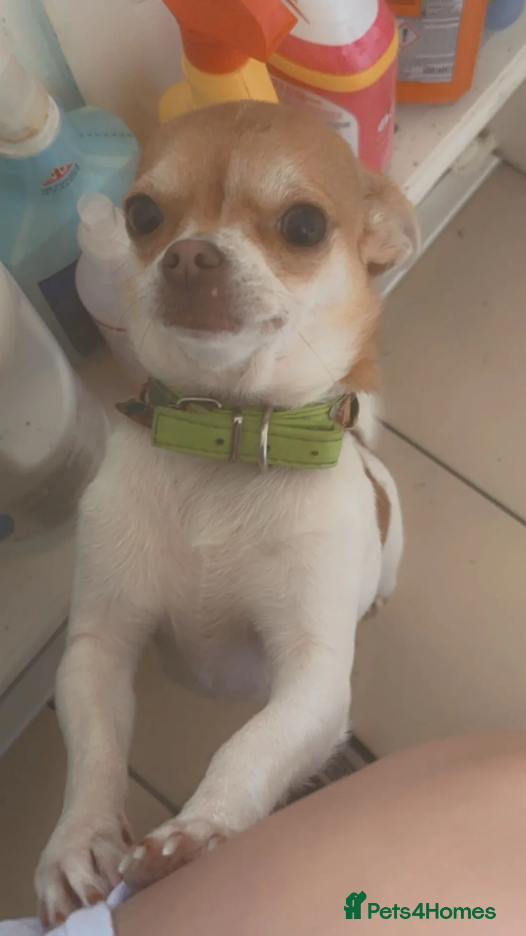 Chihuahua dogs for sale: Masha - Advert 2