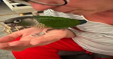 Conures birds - Advert 2