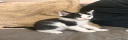 Mixed Breed cats for sale: Beautiful Mixed Boys  - Advert 5