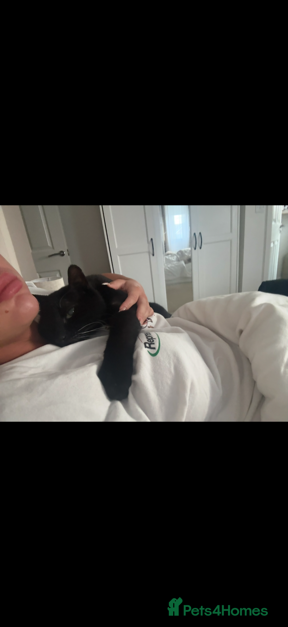 Mixed Breed cats Tom cat - Advert 2