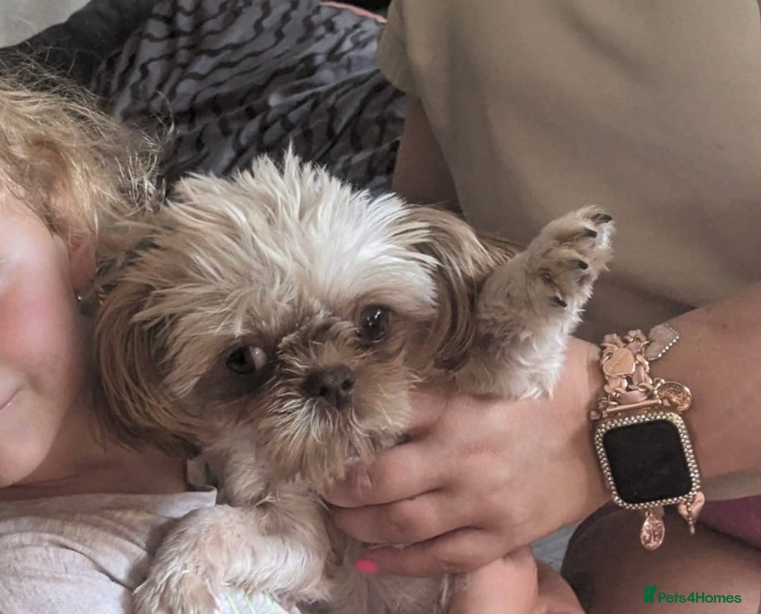 Shih Tzu dogs for sale: Imperial Shih Tzu puppies 2 girls 2 boys - Image 5
