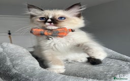 Ragdoll cats for sale: REGISTERED Ragdoll kittens HCM/PKD clear - Image 18