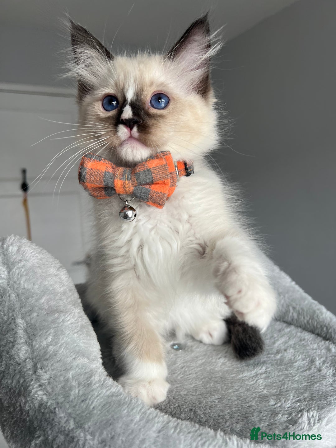 Ragdoll cats for sale: REGISTERED Ragdoll kittens HCM/PKD clear - Image 18