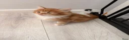 Mixed Breed cats for sale: Adorable fluffy ginger and white kittens - Advert 19