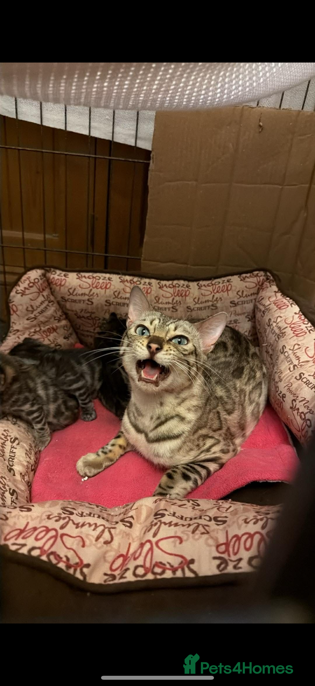 Bengal cats for sale: Bengal male kitten parents can be seen  - Advert 2