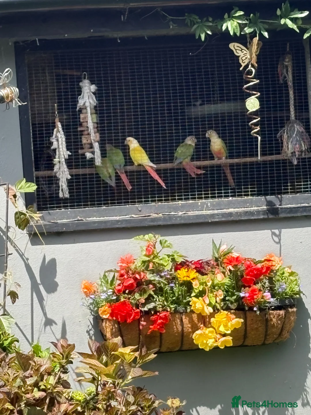 Conures birds for sale: Baby conures, parent reared, dna tested - Advert 2