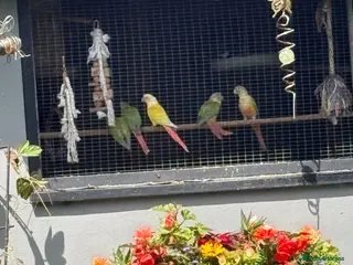 Conures birds Baby conures, parent reared, dna tested - Advert 2