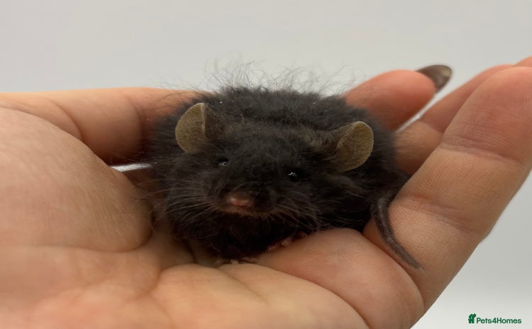 Mouse rodents - Advert 1