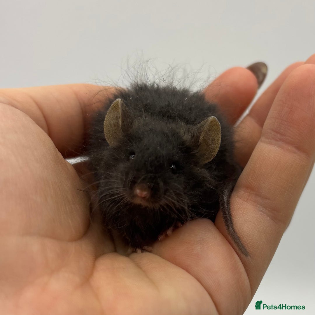 Mouse rodents for sale: Black Texel Male  - Image 1