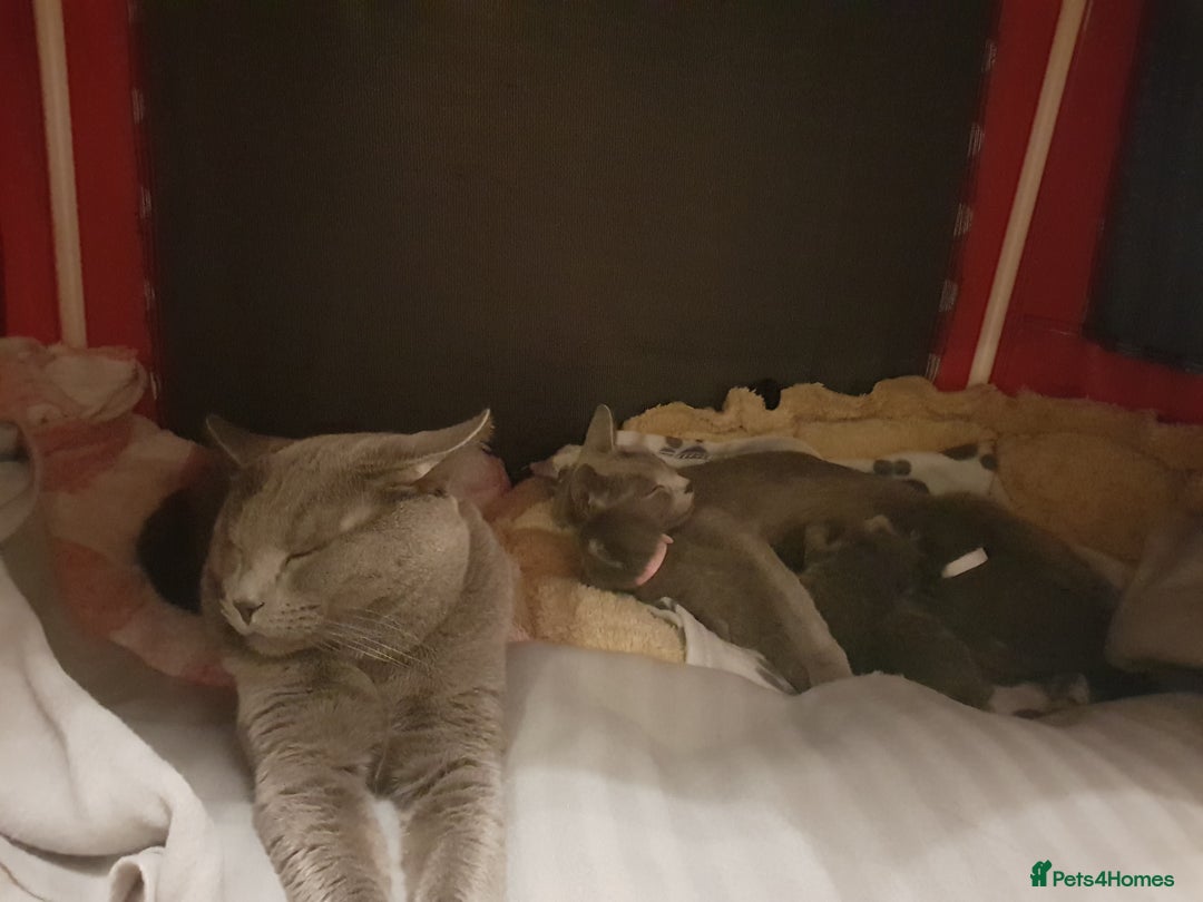 Russian Blue cats for sale: **TICA full pedigree Russian Blue kittens - Image 14
