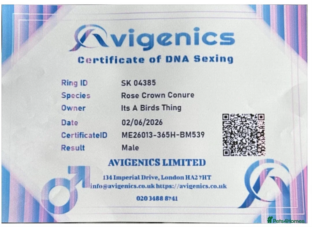 Conures birds for sale: Rare Rose crown Conure - Advert 7