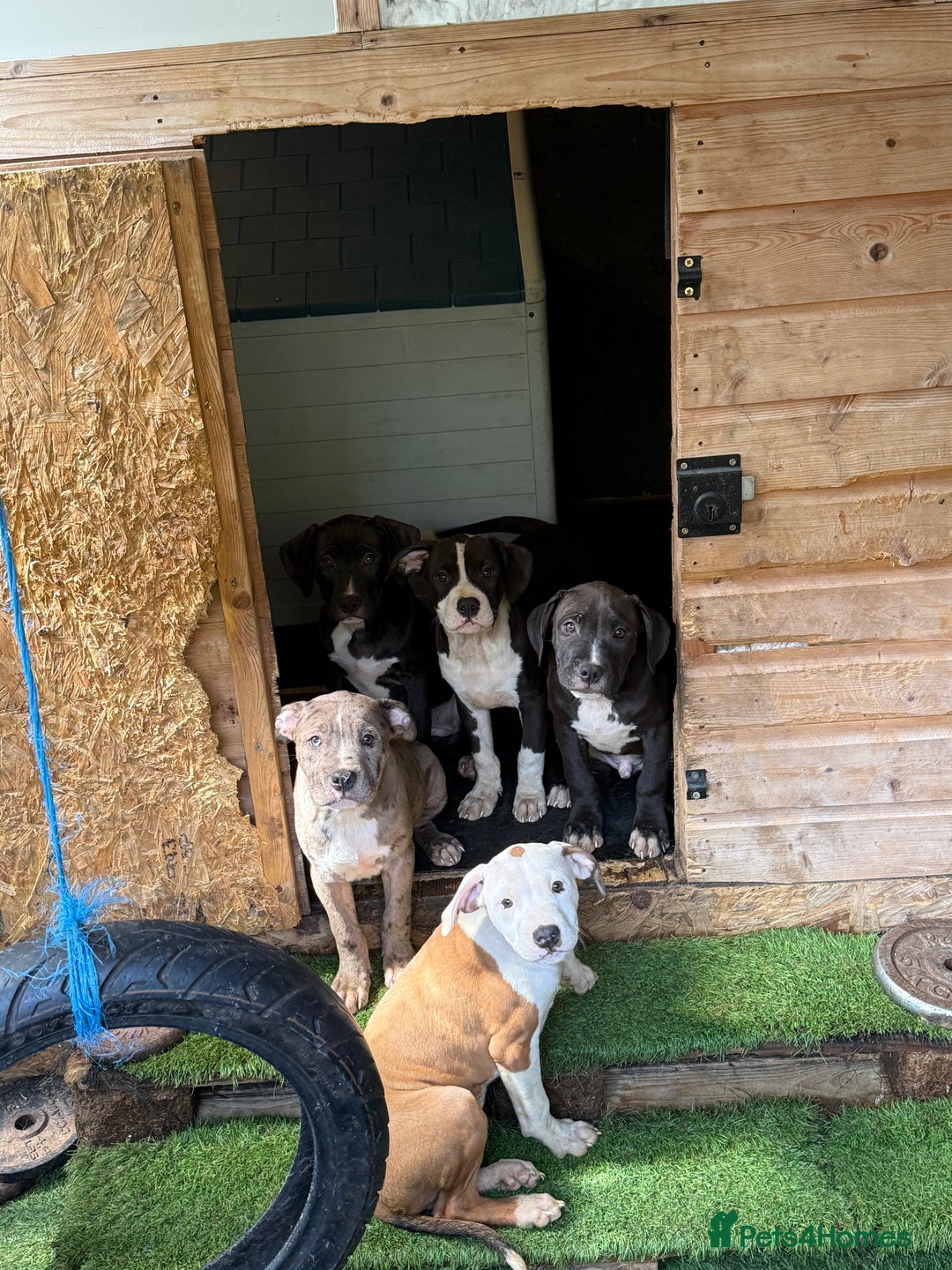Mixed Breed dogs for sale: Big sale !!!!! 400£ - Image 12