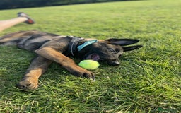 Mixed Breed dogs for sale: German shepherd cross Belgian malinios 8 months  - Image 3