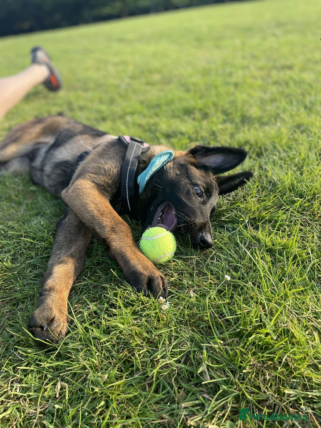 Mixed Breed dogs for sale: German shepherd cross Belgian malinios 8 months  - Image 3