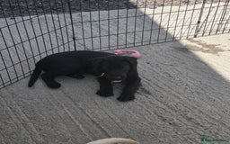 Labrador Retriever dogs for sale: Kc registered Labrador puppie ready to leave - Image 9