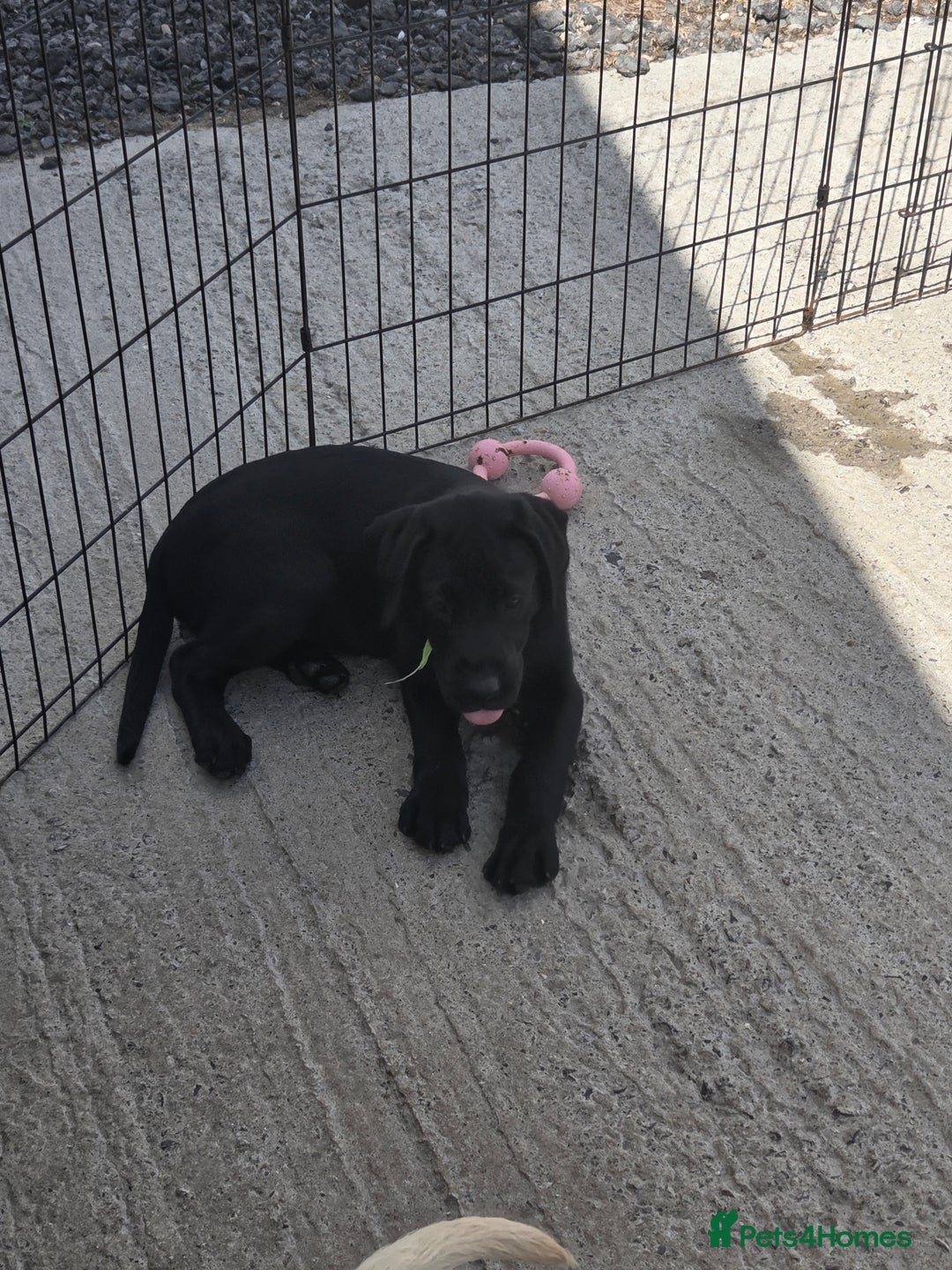 Labrador Retriever dogs for sale: Kc registered Labrador puppie ready to leave - Image 9