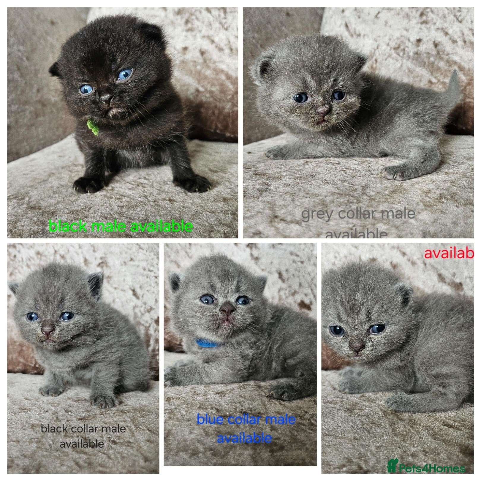 British Shorthair cats British shorthair kittens  - Advert 1