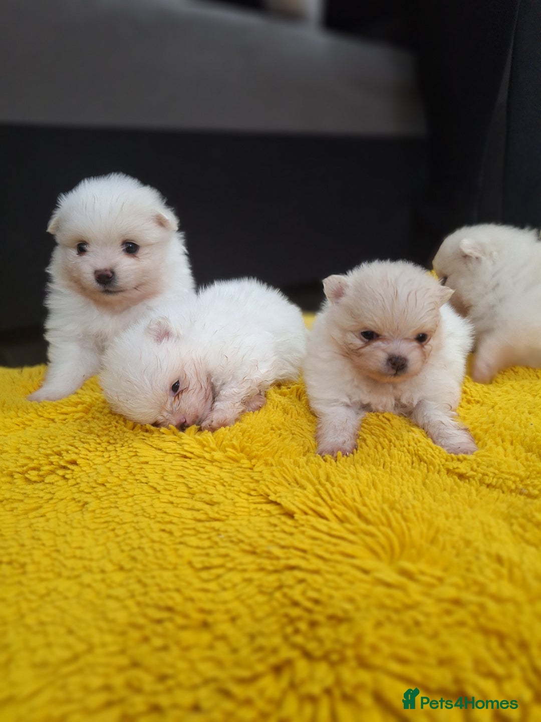 Pomeranian dogs for sale: Exellent quality mini ** pomeranian puppies  - Image 9