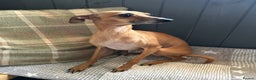 Italian Greyhound dogs for stud: Italian greyhound for stud (proven) in Pulborough - Advert 2