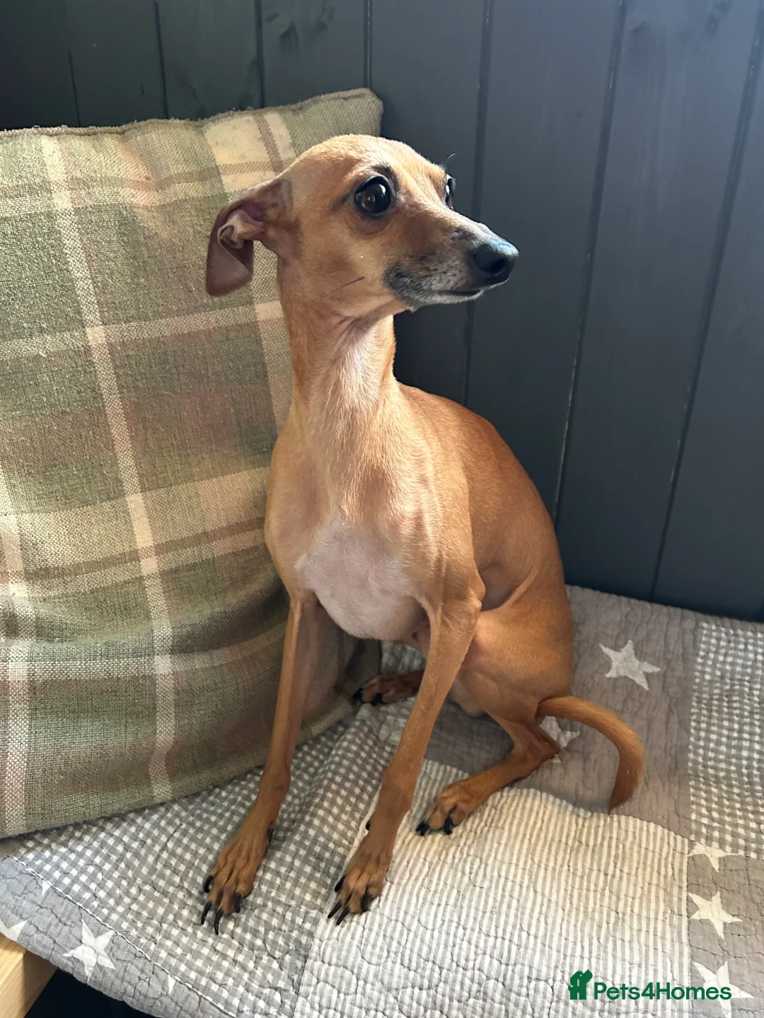 Italian Greyhound dogs for stud: Italian greyhound for stud (proven) in Pulborough - Advert 2