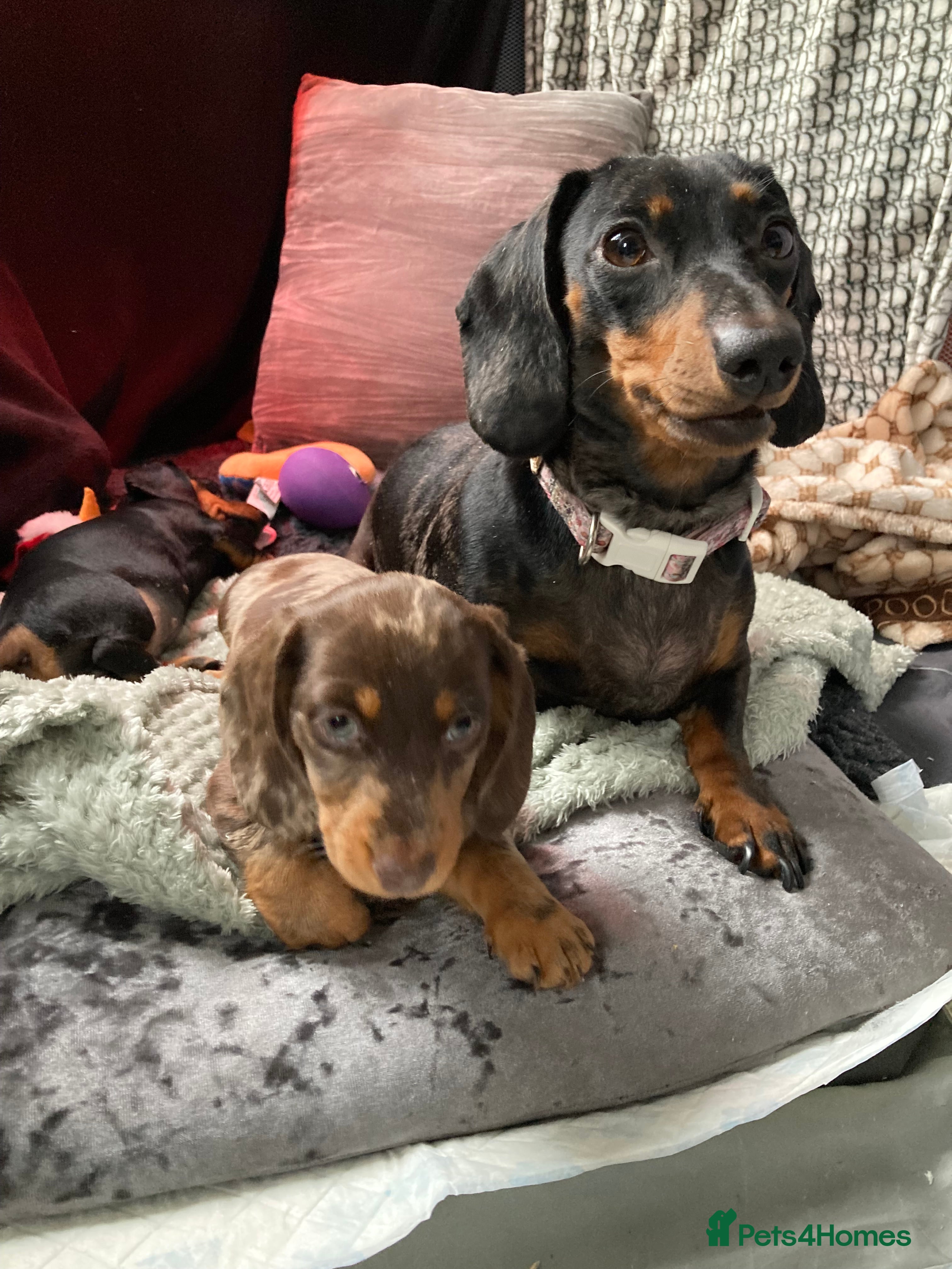 Dachshund dogs 2 miniature Dashhounds available  - Advert 6