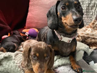 Dachshund dogs 2 miniature Dashhounds available - Advert 6