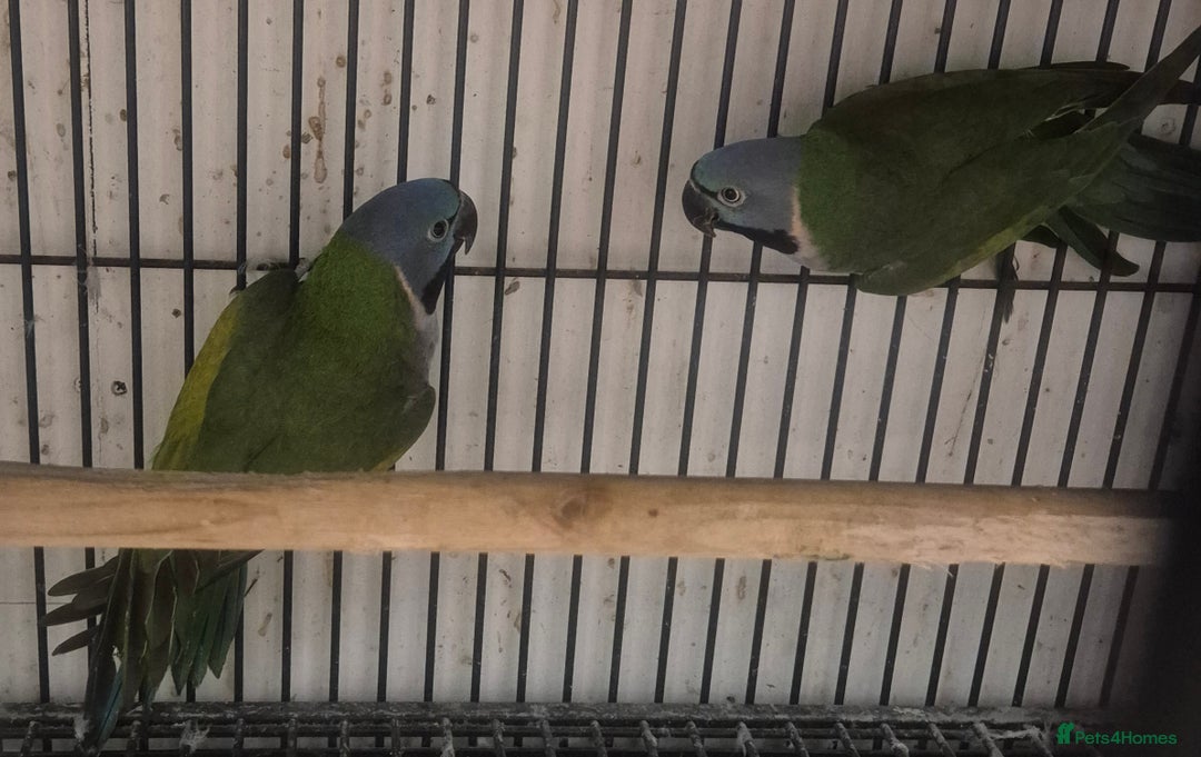 Parakeets birds for sale: Finches canarys doves parakeet  - Advert 9