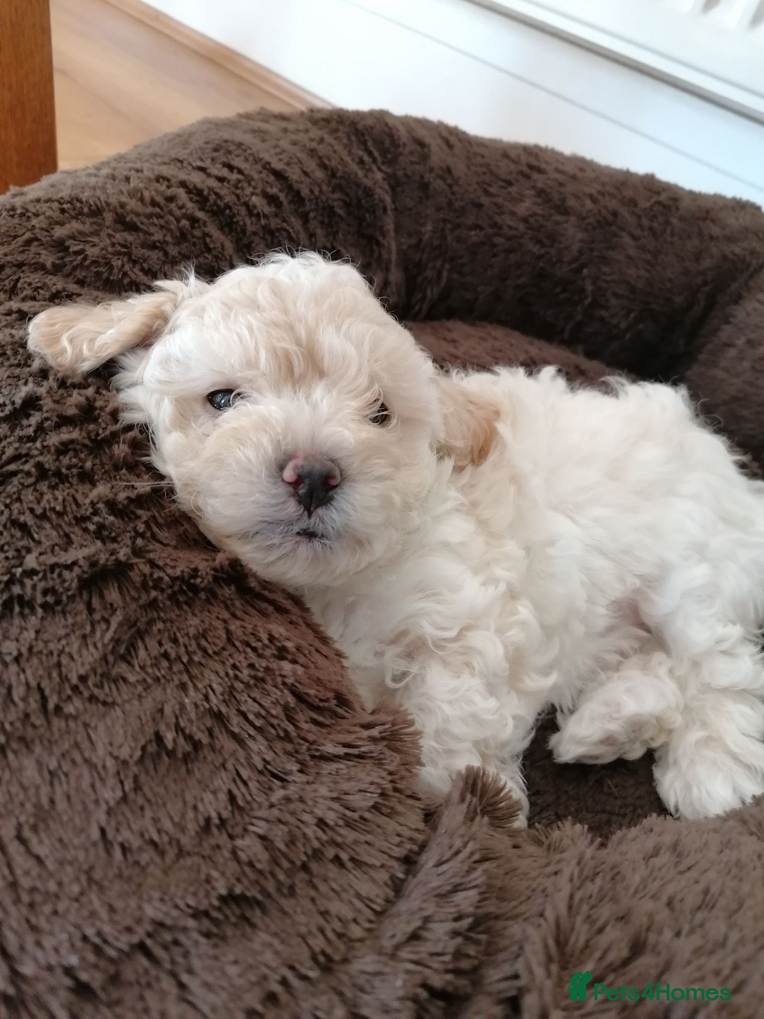 Toy Poodle dogs Adorable 3/4 Toy Poodle 1/4 Maltipoo Puppies - Advert 11
