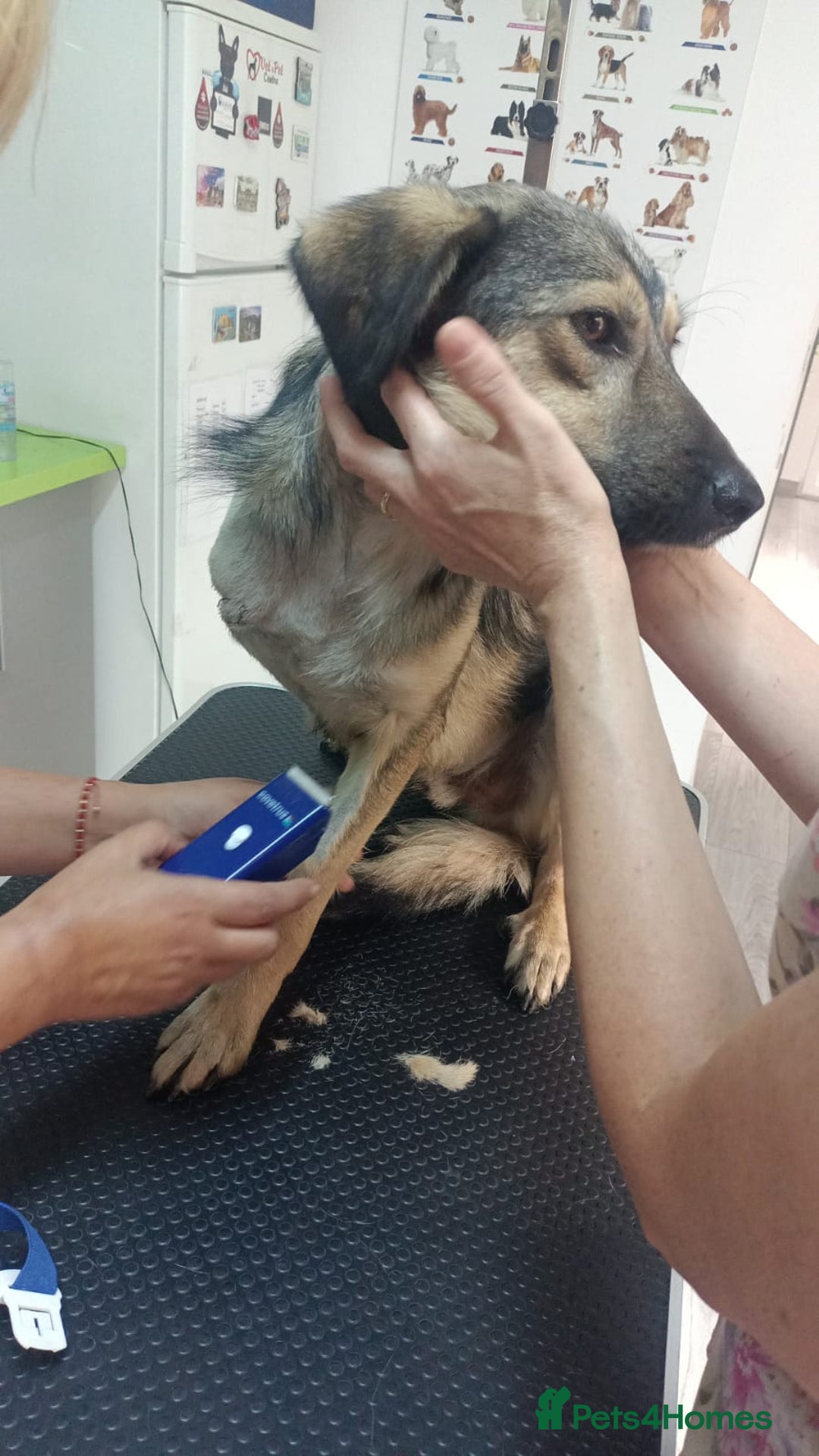Mixed Breed dogs for adoption: HONEY !  a Lovely 3 LEGGED Boy - for a Loving Home - Image 6