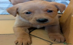 Labrador Retriever dogs for sale: Stunning litter of Labrador retriever pups  - Advert 31