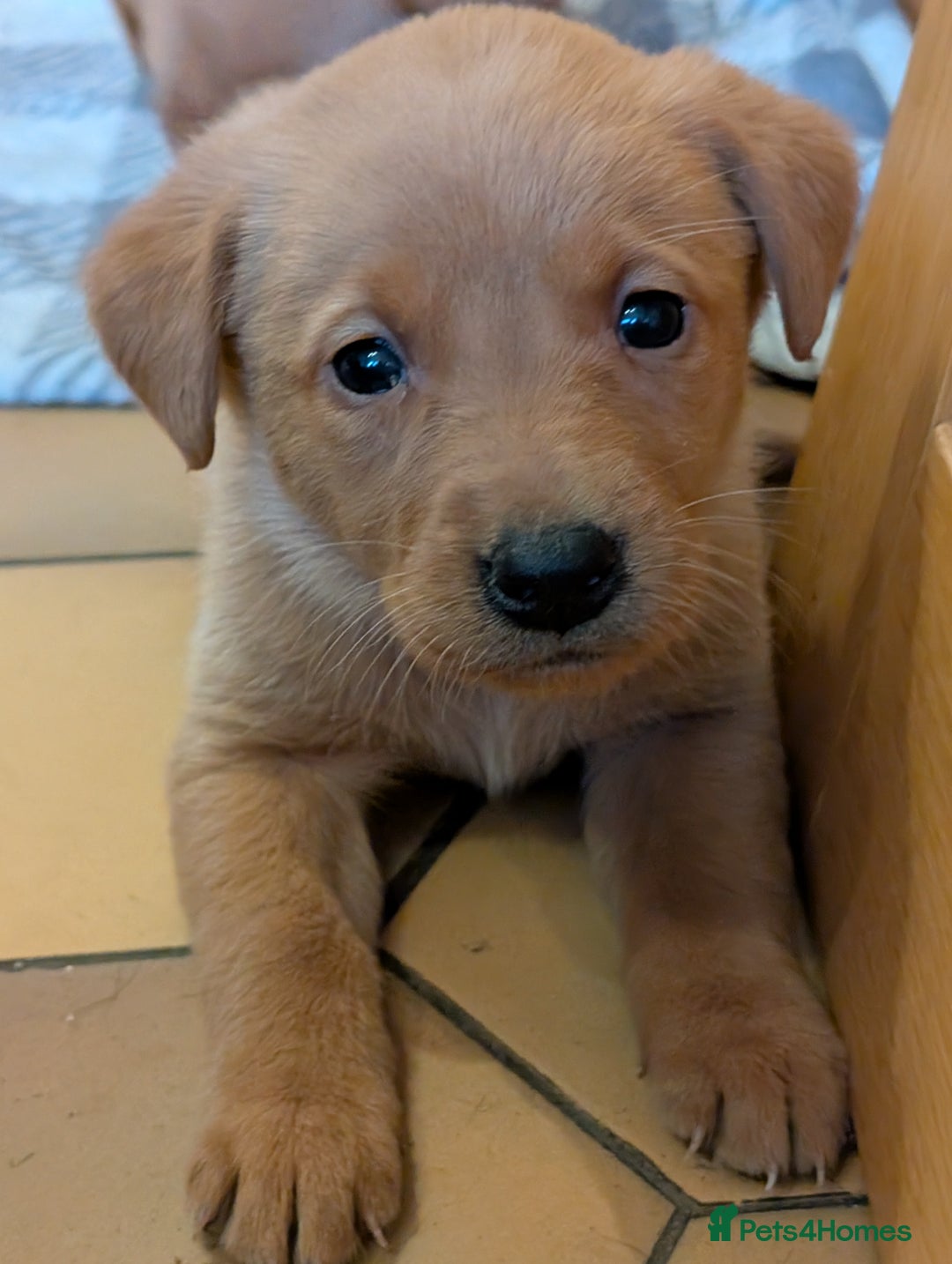 Labrador Retriever dogs for sale: Stunning litter of Labrador retriever pups  - Advert 31