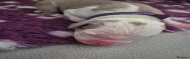 American Bulldog 2