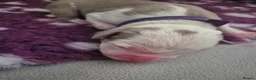 American Bulldog dogs for sale: 7 absolutely stunning puppies available  - Advert 22