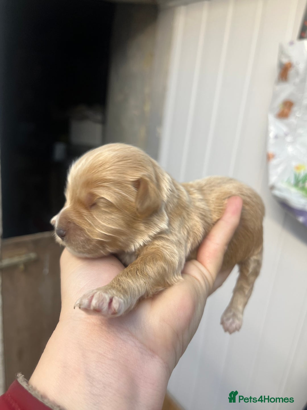 Cockapoo dogs for sale: Beautiful f2 cockapoos - Image 9