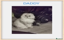 Scottish Fold cats for sale: Scottish Fold/Straight Kittens  - Image 12