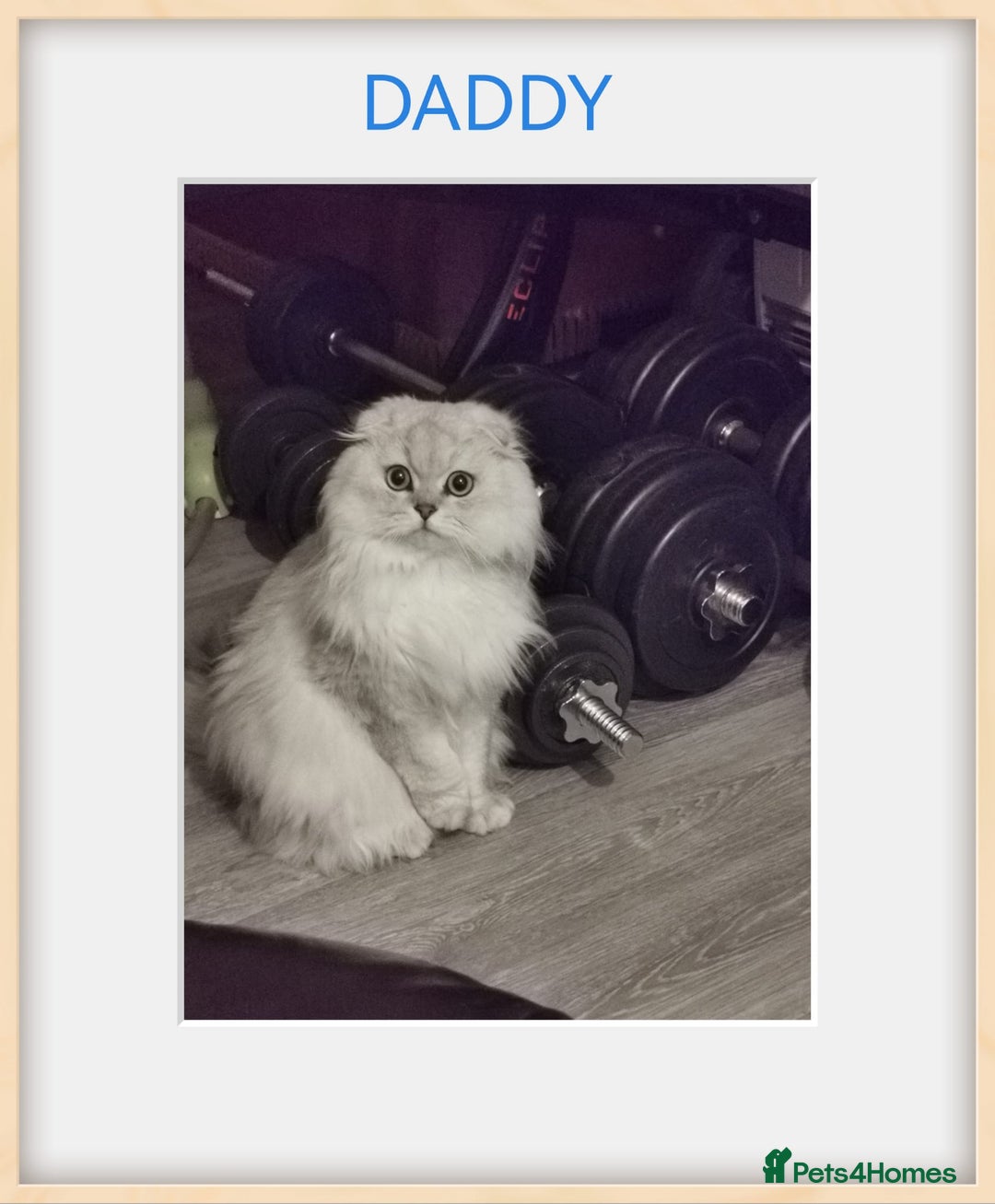 Scottish Fold cats for sale: Scottish Fold/Straight Kittens  - Image 12