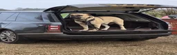 Bullmastiff dogs for sale: Purebred Bullmastiff puppies - 3 Boys and 3 girls - Advert 4