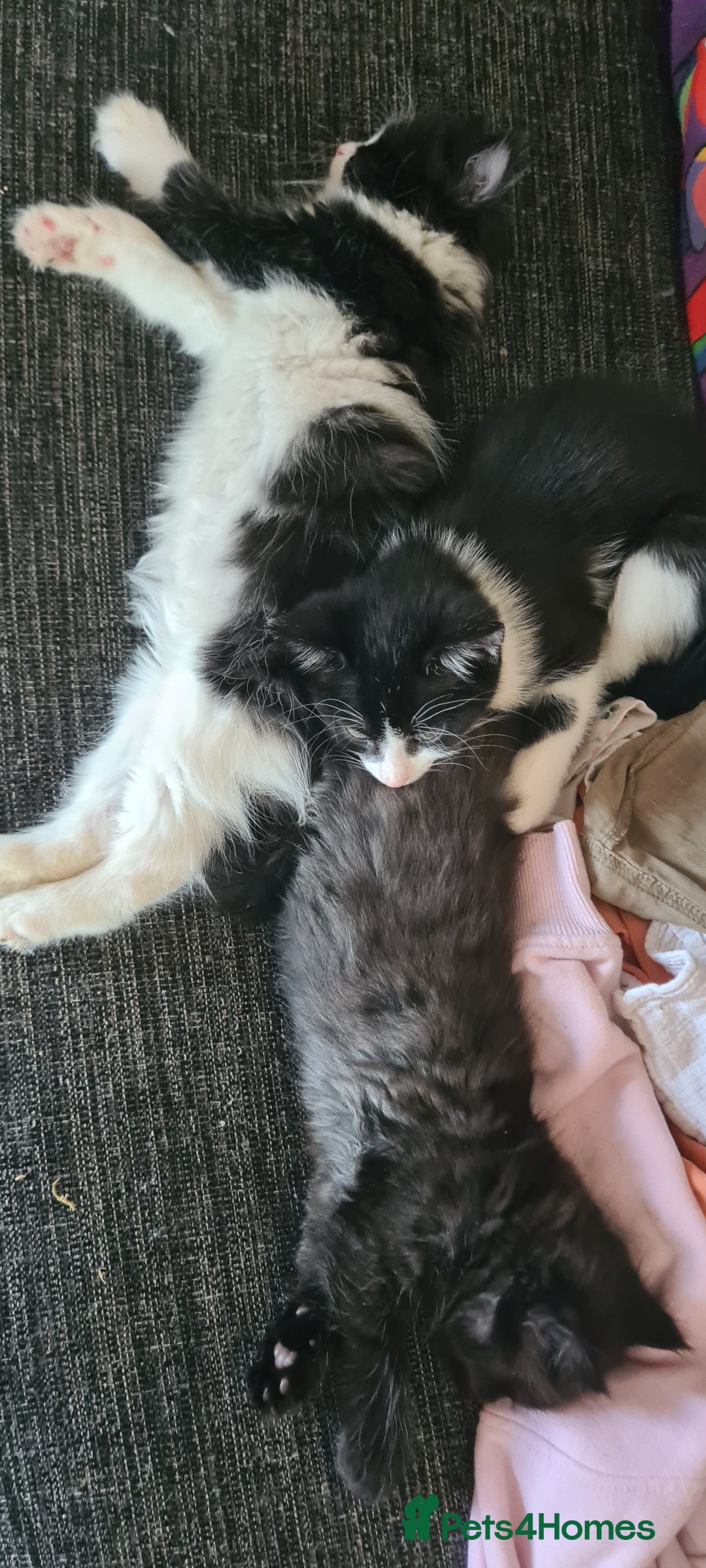 Maine Coon cats for sale: Beautiful Bonded Sisters - Image 29
