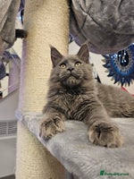Maine Coon cats - Advert 1