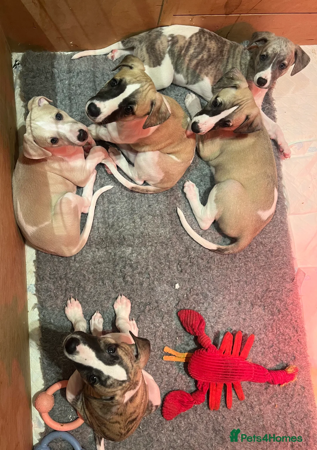 Whippet dogs for sale: Great quality Whippet puppies for sale - Advert 35