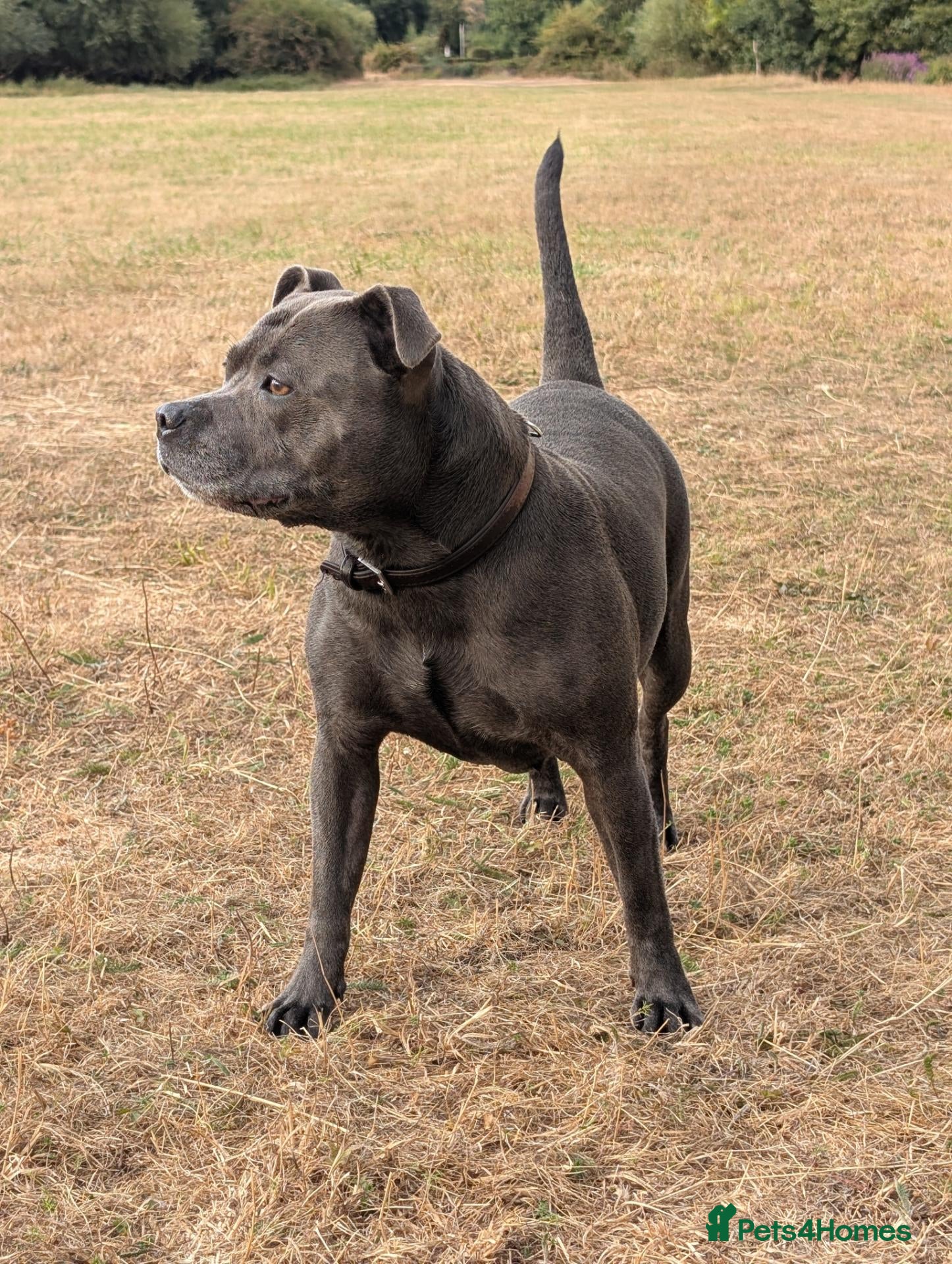 Staffordshire Bull Terrier dogs for sale: Blue Staffordshire Bull Terrier puppies for sale - Advert 8
