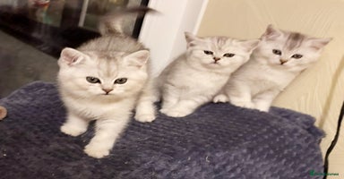 British Shorthair cats BSH silver spotted and chinchilla GSSF registered  - Advert 4