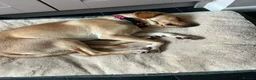 Mixed Breed dogs for adoption: Lily - Almost 2 years, Labrador Girl in Peacehaven - Advert 8